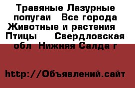 Травяные Лазурные попугаи - Все города Животные и растения » Птицы   . Свердловская обл.,Нижняя Салда г.